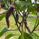 Cayenne Purple Pepper, 10-20 Seeds