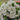 White Hybrid Petunia, 100 Seeds