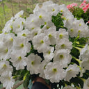 White Hybrid Petunia, 100 Seeds