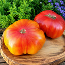 1130 My Sunshine Tomato, 5 Seeds