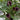 'Chief' Calla Lily, 16/18cm Circumference, 1 Bulb