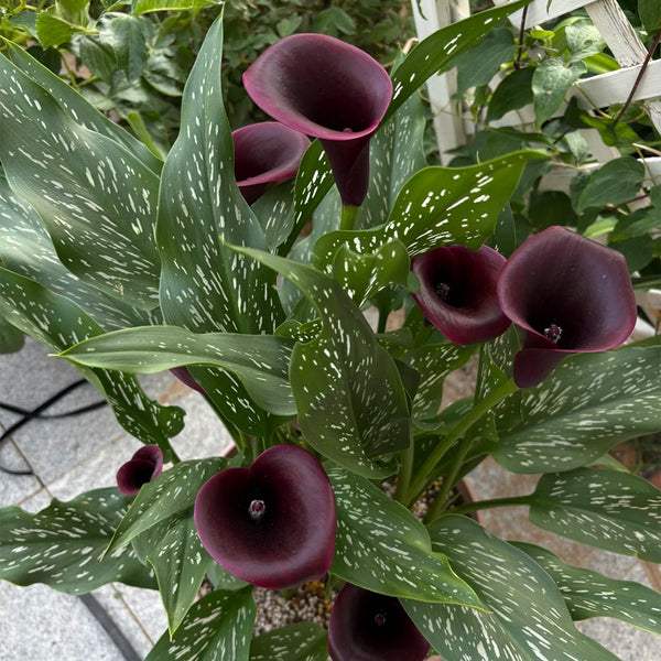 'Chief' Calla Lily, 16/18cm Circumference, 1 Bulb