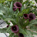 'Chief' Calla Lily, 16/18cm Circumference, 1 Bulb
