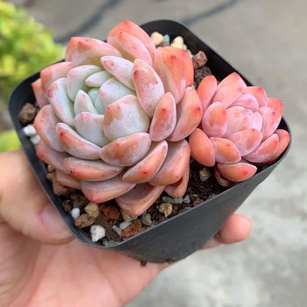 Echeveria cv. 'Snow of Dreams', 3pcs x 1-head