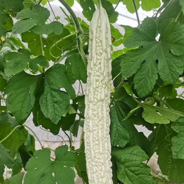 Chang Cui Yu Slender Bitter Melon, 5 Seeds