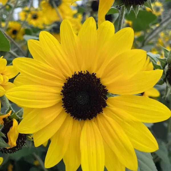 Yellow Rose Sunflower Seeds, 2g