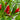 Blazing Upright Cluster Pepper Seeds, 0.5g