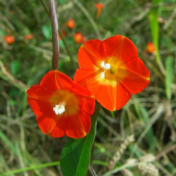 W956 Orange-Red Roundleaf Morning Glory, 20 Seeds