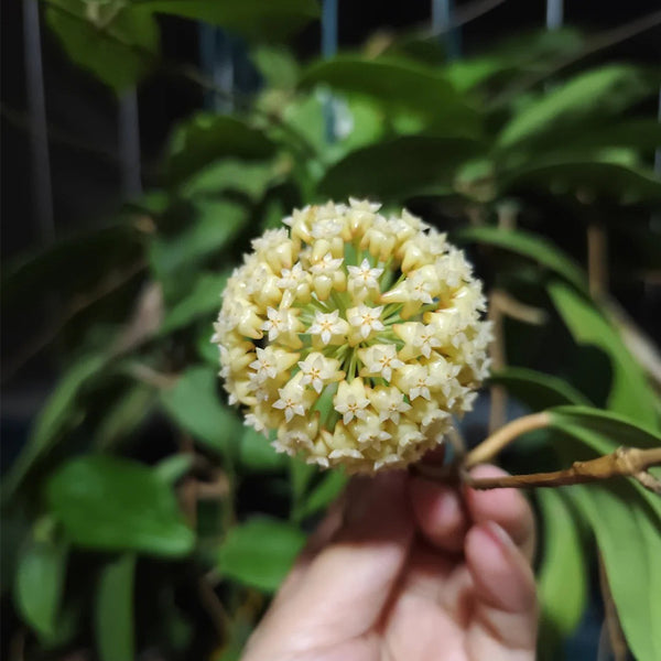 Hoya incrassata, 5 Cuttings