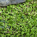 Green Carpet Rupturewort, 20 Seeds