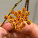 Hoya endauensis, 5 Cuttings