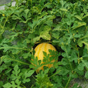 'Fuqi Chaoyang' Watermelon Seeds, 200 Seeds