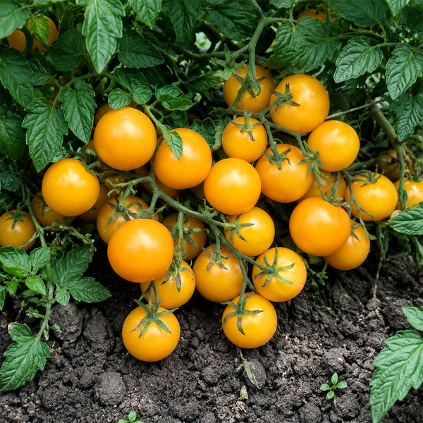 14 Amber Cherry Tomato, 5 Seeds