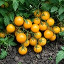 14 Amber Cherry Tomato, 5 Seeds