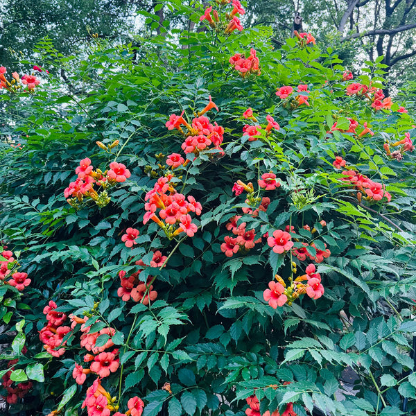 Chinese Trumpet Vine Seeds, 100 Seeds