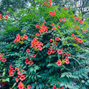 Chinese Trumpet Vine Seeds, 100 Seeds