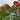 Royal Poinciana, 50 Seeds