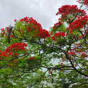Royal Poinciana, 50 Seeds