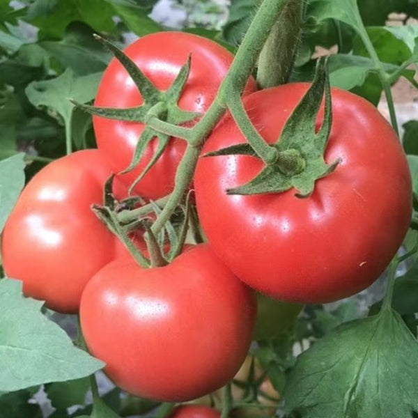 Gemjet No.5 F1 Tomato Seeds, 100 Seeds