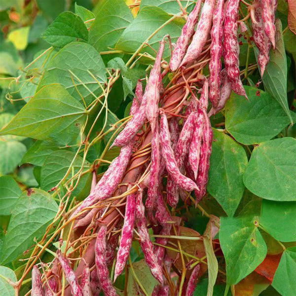 Sparrow Egg Cranberry Bean Seeds, 50g