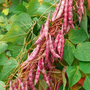 Sparrow Egg Cranberry Bean Seeds, 50g