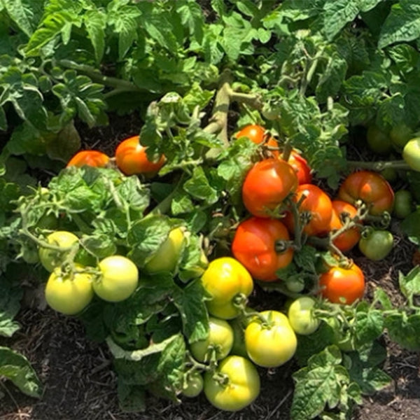 842 Micro Hockey Puck Tomato, 5 Seeds
