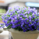 Blue-Purple Lobelia, 1g
