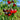498 Dark Tiger Tomato, 5 Seeds