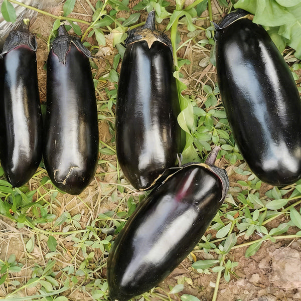 Delicious Grilling-Friendly Eggplant Seeds, 30 Seeds