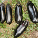 Delicious Grilling-Friendly Eggplant Seeds, 30 Seeds
