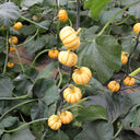 Yellow Beibei Pumpkin Seeds, 3 Seeds