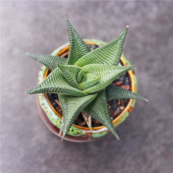 Haworthiopsis limifolia, 4-5cm