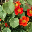 Royal Scarlet' Red Nasturtium Seeds, 50 Seeds