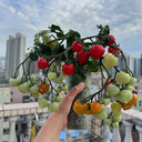 'Evita' Mini Potted Tomato Seeds
