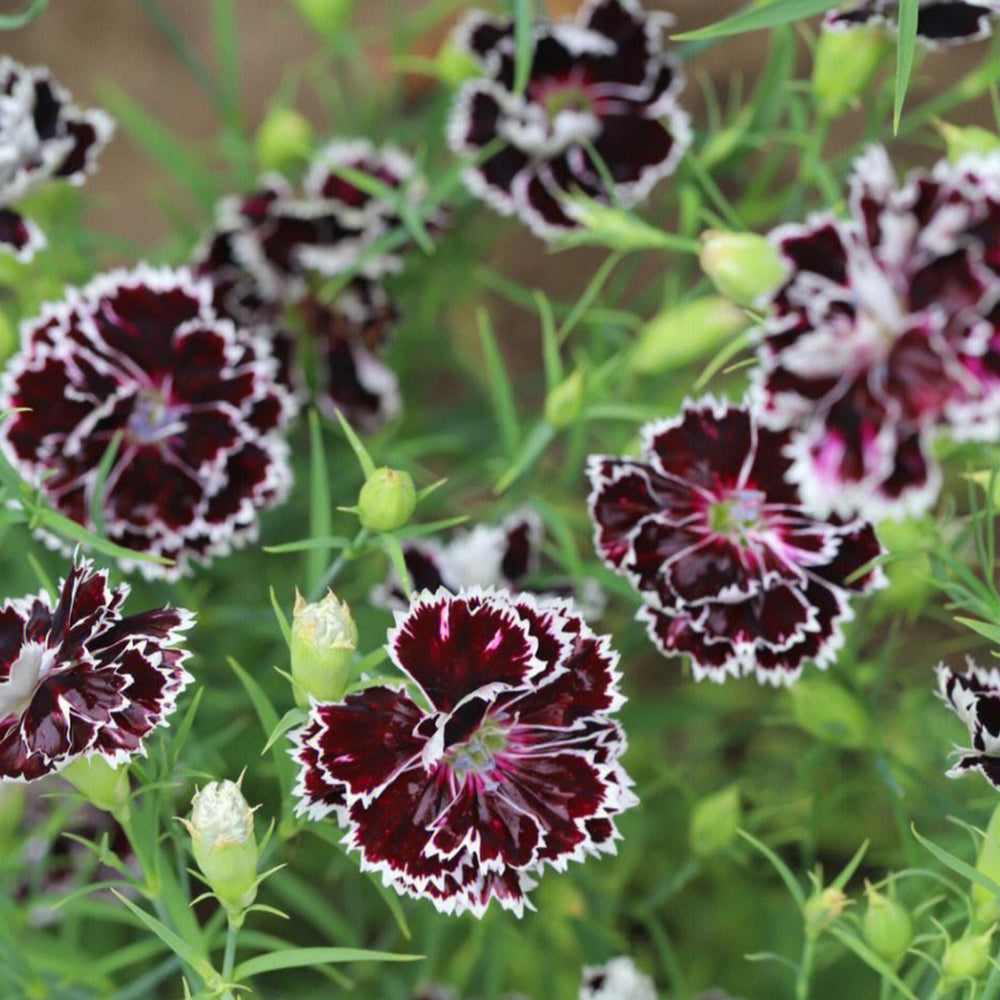 'Black-white Minstrel' Dianthus Seeds