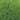 Green Joy Perennial Ryegrass Seeds, 200g