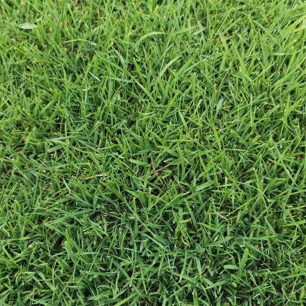 Green Joy Perennial Ryegrass Seeds, 200g