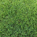Green Joy Perennial Ryegrass Seeds, 200g