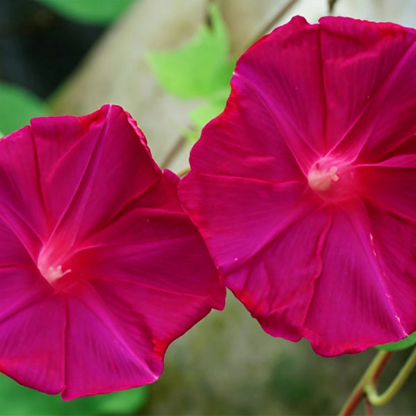 Red Queen Morning Glory, 3 Seeds