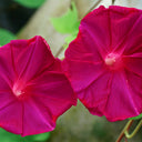 Red Queen Morning Glory, 3 Seeds