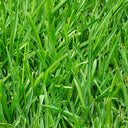 Festuca arundinacea 'Chenelle' Seeds, 200g