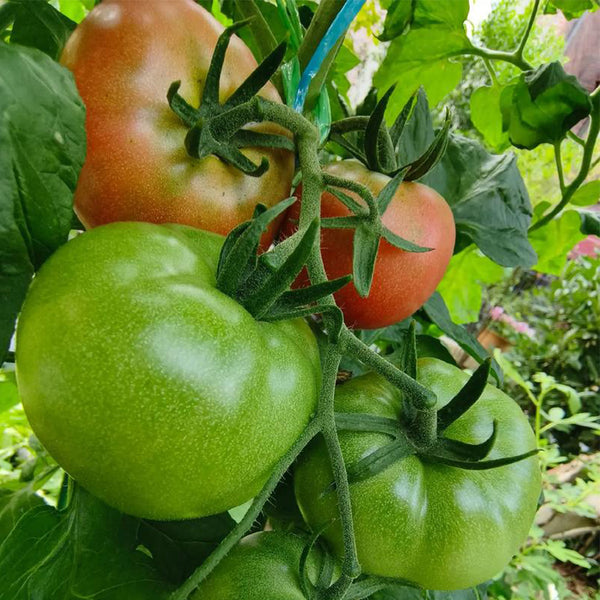 Yashu No.11 Tomato Seeds, 100 Seeds