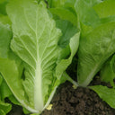 Sweet Crispy 'Chiye' Pak Choi Seeds, 20g