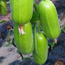 Eight-ridged Cucumber Seeds