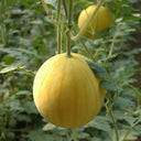 'Jinling 03 Golden' Round Watermelon Seeds, 200 Seeds