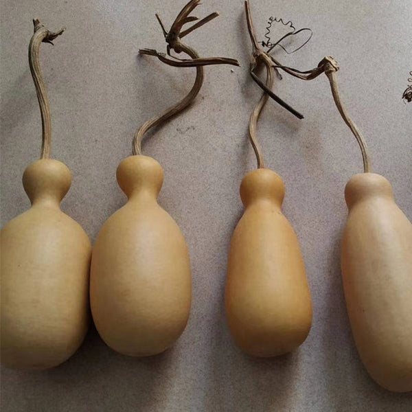 Flower Bottle Gourd, 10 Seeds