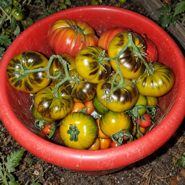 267 Cantati 17 Ocher Tomato, 5 Seeds