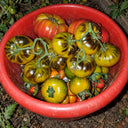 267 Cantati 17 Ocher Tomato, 5 Seeds
