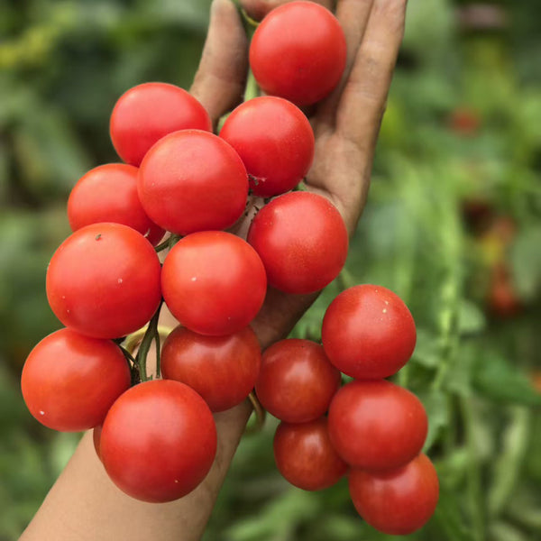 Minusinsk Red Cherry Tomato Seeds, 5 Seeds