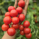 Minusinsk Red Cherry Tomato Seeds, 5 Seeds